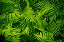 Tapeta na ścianę samoprzylepna 182803082 liście zieleń las paprotka Naklejkomania - zdjecie 2 - miniatura