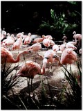 Plakat Flamingi 61034 Naklejkomania - zdjecie 2 - miniatura