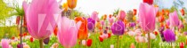 colorful tulips. tulips in spring,colourful tulip Naklejkomania - zdjecie 1 - miniatura