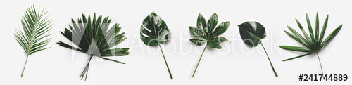 Green palm leaves isolated on white background. - zdjęcie 1