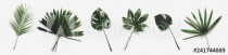 Green palm leaves isolated on white background. Naklejkomania - zdjecie 1 - miniatura