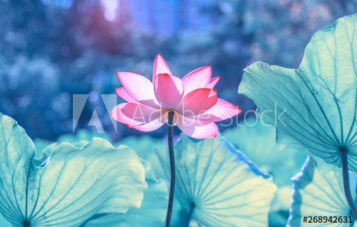 pink lotus flower plants blooming