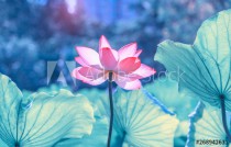 pink lotus flower plants blooming Naklejkomania - zdjecie 1 - miniatura