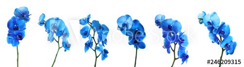 Set of beautiful blue orchid phalaenopsis flowers on white background - zdjęcie 1