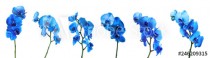 Set of beautiful blue orchid phalaenopsis flowers on white background Naklejkomania - zdjecie 1 - miniatura