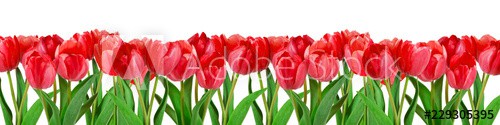 Red tulips on white background - zdjęcie 1