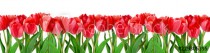 Red tulips on white background Naklejkomania - zdjecie 1 - miniatura