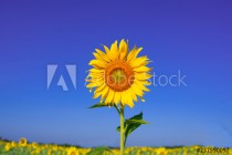 Sunflower in front of blue sky Naklejkomania - zdjecie 1 - miniatura