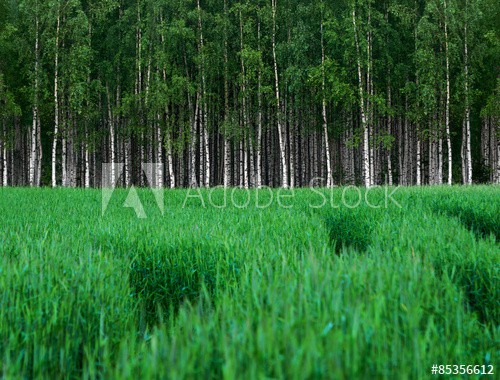 Green wheat field with grove of birch trees