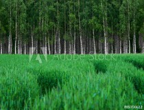 Green wheat field with grove of birch trees Naklejkomania - zdjecie 1 - miniatura