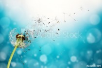 Flying dandelion seeds isolated over white Naklejkomania - zdjecie 1 - miniatura