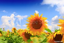 Beautiful sunflower against blue sky Naklejkomania - zdjecie 1 - miniatura