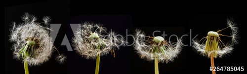 Dandelions on a black background - zdjęcie 1