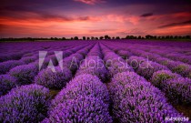 Stunning landscape with lavender field at sunset Naklejkomania - zdjecie 1 - miniatura