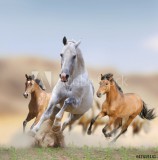 wild horses Naklejkomania - zdjecie 1 - miniatura