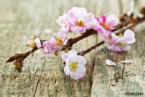 Kirschblüten auf Holz, Blütenzweig Naklejkomania - zdjecie 1 - miniatura