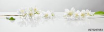 panoramic shot of jasmine flowers on white surface Naklejkomania - zdjecie 1 - miniatura