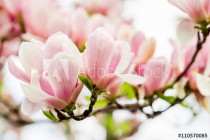 magnolia soulangeana blossoming, spring time Naklejkomania - zdjecie 1 - miniatura