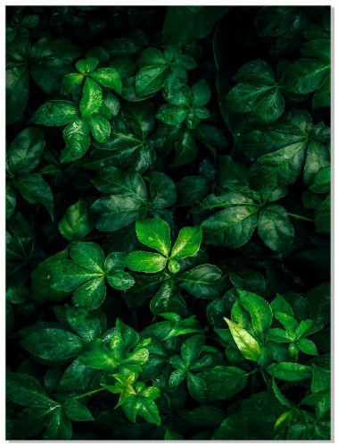 Plakat Zielone liście 61037 Naklejkomania - zdjecie 1