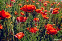 wiosenne kwiaty Naklejkomania - zdjecie 1 - miniatura