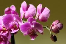Fototapeta na ścianę tapeta na fizelinie do sypialni  kwiat storczyk orchidea wzór 10016 Naklejkomania - zdjecie 2 - miniatura