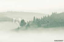 Foggy mountain ranges covered with spruce forest in the morning mist Naklejkomania - zdjecie 1 - miniatura