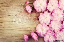Cherry Blossom on Old Wooden Background. Sakura in Spring. Naklejkomania - zdjecie 1 - miniatura