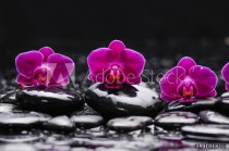 still life with red orchid and black stones Naklejkomania - zdjecie 1 - miniatura