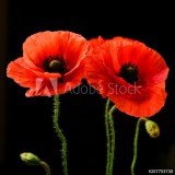 Poppies on black Naklejkomania - zdjecie 1 - miniatura