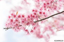 Soft focus beautiful sakura blossom, Phulomlo loei in Thailand Naklejkomania - zdjecie 1 - miniatura