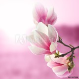 magnolia Naklejkomania - zdjecie 1 - miniatura