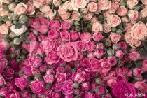 Pink roses Naklejkomania - zdjecie 1 - miniatura