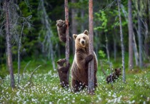 Naklejki okleiny na szafy 231979416 niedźwiedzie w lesie Naklejkomania - zdjecie 2 - miniatura