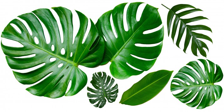 Naklejki ścienne  liście monstera 41223 - zdjęcie 2