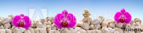 Panorama with purple orchids on the white stones. - zdjęcie 1