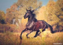 Dark brown mare galloping on the autumn nature background Naklejkomania - zdjecie 1 - miniatura