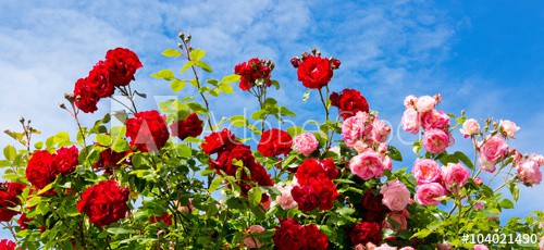 Red and pink climbing roses.