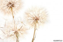 Big dandelion on white Naklejkomania - zdjecie 1 - miniatura