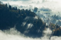 Fototapety na ścianę las w mgle 41346 Naklejkomania - zdjecie 2 - miniatura