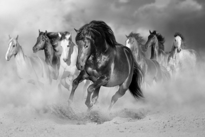 Fototapety na ścianę Fatotapeta Galop Konie w mgle 243290822 - zdjęcie 2