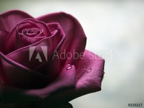 sad rose Naklejkomania - zdjecie 1 - miniatura