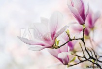 Magnolienblüte Naklejkomania - zdjecie 1 - miniatura