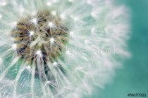Dandelion fluffy seeds over blue Naklejkomania - zdjecie 1 - miniatura