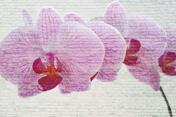 Fototapeta na ścianę tapeta na fizelinie do salonu Kamienna orchidea 10107 - zdjęcie 2