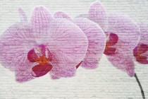 Fototapeta na ścianę tapeta na fizelinie do salonu Kamienna orchidea 10107 Naklejkomania - zdjecie 2 - miniatura