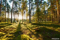 Sunrise in pine forest Naklejkomania - zdjecie 1 - miniatura