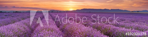 Sunrise over fields of lavender in the Provence, France