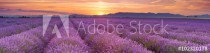 Sunrise over fields of lavender in the Provence, France Naklejkomania - zdjecie 1 - miniatura