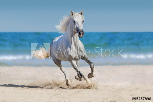 Horse run against the ocean - zdjęcie 1