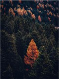 Plakat las jesień 61209 Naklejkomania - zdjecie 2 - miniatura
